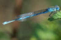Erythromma lindenii