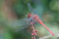 Sympetrum sanguineum