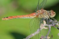 Sympetrum sanguineum