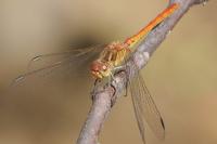 Sympetrum meridionale