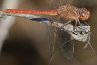 Sympetrum meridionale