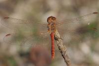 Sympetrum meridionale