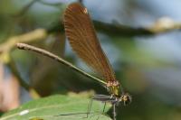 Calopteryx virgo