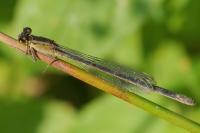 Ischnura elegans