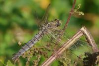 Orthetrum cancellatum