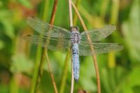Orthetrum brunneum