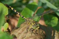 Onychogomphus forcipatus