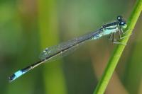 Ischnura elegans