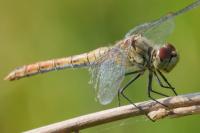 Sympetrum sanguineum