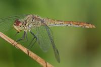 Sympetrum sanguineum