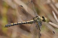 Onychogomphus forcipatus
