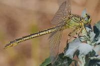 Gomphus pulchellus
