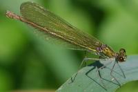 Calopteryx splendens