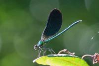 Calopteryx virgo