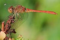 Sympetrum meridionale