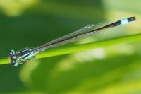 Ischnura elegans
