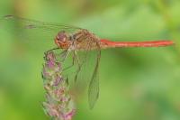 Sympetrum meridionale
