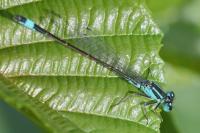 Ischnura elegans