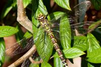 Aeshna cyanea