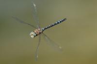 Aeshna mixta