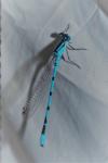 Enallagma cyathigerum