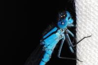 Enallagma cyathigerum