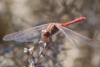 Sympetrum meridionale