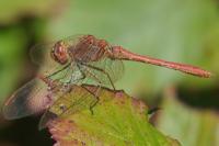 Sympetrum meridionale