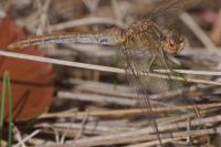 Sympetrum meridionale