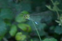 Aeshna cyanea