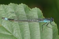 Ischnura elegans