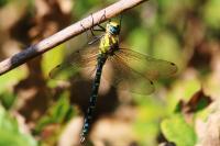 Aeshna cyanea