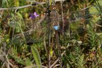 Hemianax ephippiger