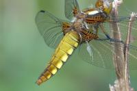 Libellula depressa
