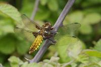 Libellula depressa