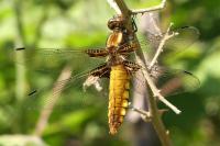 Libellula depressa