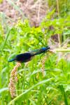 Calopteryx splendens