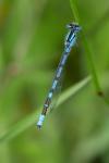 Enallagma cyathigerum