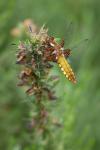 Libellula depressa