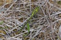 Gomphus pulchellus