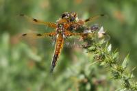 Libellula quadrimaculata