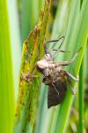 Libellula