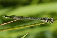 Coenagrion scitulum