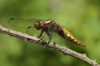 Libellula depressa