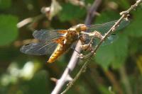 Libellula depressa