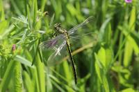Gomphus pulchellus