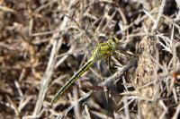 Gomphus pulchellus