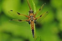 Libellula quadrimaculata