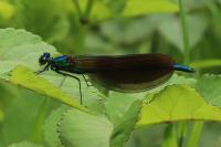 Calopteryx virgo