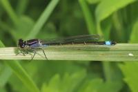 Ischnura elegans